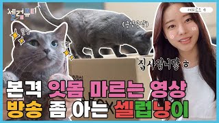 [셀럽뷰티플러스]  여러분..! 제가 천재들을 키우고 있습니다!! 자식 자랑 1위 우리(Woori) ㅋㅋㅋ🤣 이 영상 보다가 냥이들 귀여워서 입꼬리 귀에 걸려 잇몸 다 말랐어,,