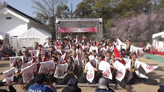 岡山うらじゃ連 笑輝 @京都さくらよさこい(二条城会場) 2018-03-31T15:23