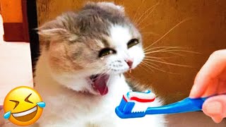 Funniest Dogs And Cats Videos 😀 Best Animals Videos 2023🤣🤣
