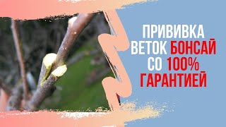 Прививка ветки у БОНСАЙ со 100% гарантией. Формирование веток в нужном месте у бонсай