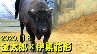 金太郎ｘ伊集花形 2020.11.8　　【沖縄闘牛】 #沖縄闘牛