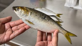 【釣り】東京湾で釣れた激臭コノシロを調理したらとんでもないものが完成した