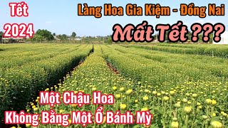 Hoa Tết 2024 Rớt Giá Thê Thảm.Bà Con Trồng Hoa Tại Gia Kiệm Đồng Nai Nguy Cơ Mất Tết #ChợViệtTV