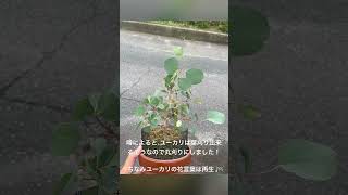 盆栽風ユーカリの葉刈りをしてみました！