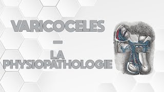 VARICOCÈLE - LA PHYSIOPATHOLOGIE