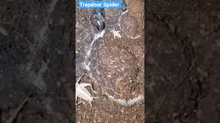 how trapdoor Spider catched the insect