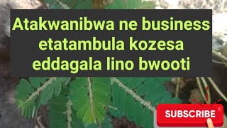 Business etatambula naawe atakwanibwa weekwate musimbya nyiliri