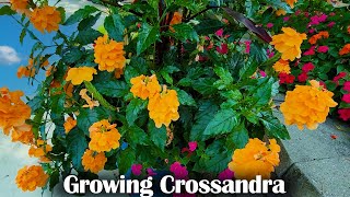 Crossandra Care || Wonderful Flowering Houseplant