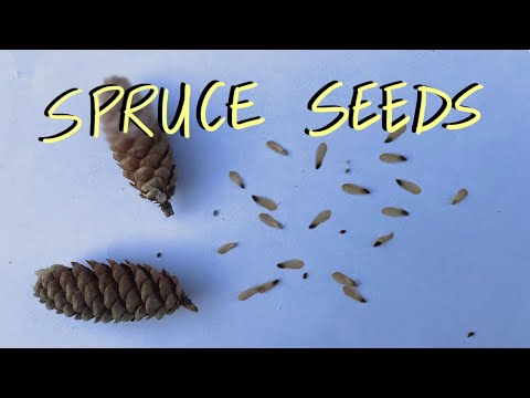 How do you get seeds from a spruce cone?