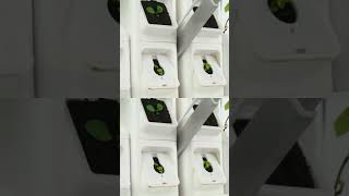 Revolutionize Indoor Gardening with Smart Hydroponics!