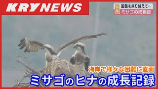 【ミサゴの成長記録】海岸で育つヒナ２羽・様々な困難、試練に立ち向かう 山口県阿武町で成長する姿をまとめました