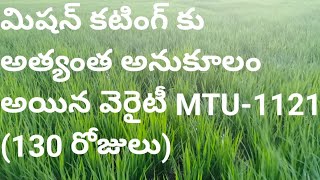 మిషన్ కటింగ్ కు అత్యంత అనుకూలం అయిన వెరైటీ MTU-1121 (130DAYS CROP) ||అన్నదాత సుఖీభవ