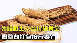 同样是人参，为啥野山参价格超黄金，而园参却论斤卖？