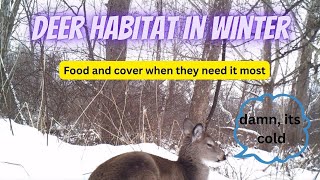 Don't Forget About Deer Habitat in Winter