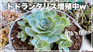 【多肉植物】ドドランタリスをブリキ缶に植え替え❣️【ガーデニング】