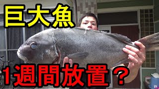 【津本式】による、究極の血抜きで魚を1週間熟成させてみた。