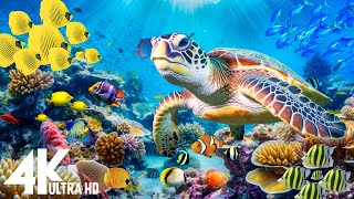 [NEW] 11HR Stunning 4K Underwater footage -Rare & Colorful Sea Life Video - Relaxing Sleep Music #12