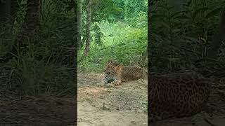 Common leopard #wildlife #nature #rajgirzoosafari #rajgirwildlifesafari #leopard