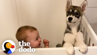 Baby Husky Grows Up With Baby Girl And They Do Everything Together | The Dodo Soulmates