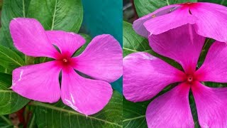 hmare garden ka (vinca) sadabahar flowers🌸🌸