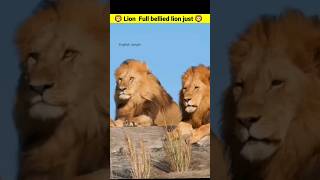 Full bellied lion just can't takeanother step #lion