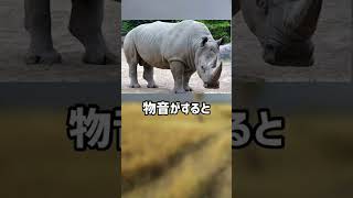 ぴえん過ぎる生き物紹介　サイ　ショートver