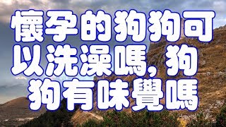 懷孕的狗狗可以洗澡嗎,狗狗有味覺嗎