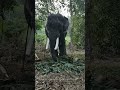 യുവരാജാവീൻ്റെ ഫോട്ടോ പോസ് 🤩🔥 thechikottukavu devidasan elephant