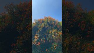 서울 능소화 한가득은 여기 여기 🎨인스타 감성 포토존이에요. Seoul Chinese trumpet creeper Snap Photo Zone 더위와의 싸움🥷