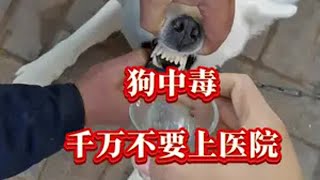 狗狗中毒，我们如何来自救？ ️⚠️视频同款购买方法➡️第一步点击头像➡️ 第二步点击商品橱窗➡️第三步选择猫狗崇净 科学养宠攻略 萌宠出道计划 狗狗 驱虫 宠萌