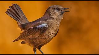 Birds Singing | Nature & Bird Sound | Beautiful Nature with Birds Sound | Bird Sound Spectacular