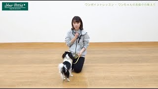 ワンポイントレッスン - ワンちゃんのお座りの教え方