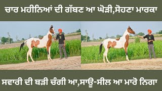 ਚਾਰ ਮਹੀਨਿਆਂ ਦੀ ਗੱਬਣ ਆ ਘੋੜੀ,ਮਾਰਕਾ ਸੋਹਣਾ,ਸਵਾਰੀ ਦੀ ਚੰਗੀ ਆ,ਸਾਊ-ਸੀਲ ਆ,ਕੱਦ-ਬਾਡੀ ਸੋਹਣੀ ਆ