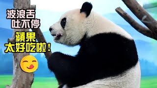 圓仔吃完蘋果,波浪舌吐不停讚不絕口,沒點心了,安心地躺睡|Giant Panda Yuan Zai enjoyed apple very much,圆仔,貓熊,大貓熊,大熊貓