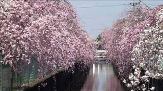 真岡鉄道SL　桜川（北真岡）の景観 HD 2010 4 10,18,24