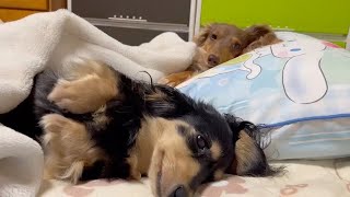 犬の寝落ち一生見てられる【ミニチュアダックスフンド/チワックス】dog