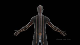 Geometry of Energy Anatomy