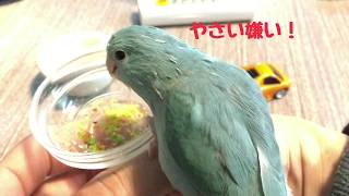 普通にペレットを食べてくれた日【インコ11日目】