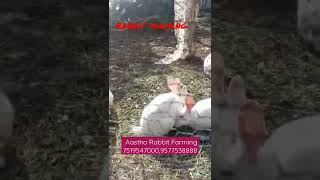 #Rabbit#Rabbit farming#bloating in rabbit#rabbit house