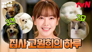 3견 2묘와 함께하는 🐶고원희의 하루🐱 댕팔자 상팔자 \u0026 묘팔자 상팔자라고 하는 이유 | 온앤오프