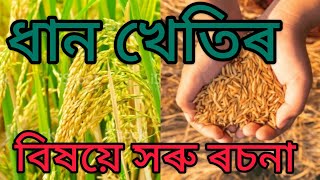 ধান খেতিৰ বিষয়ে সৰু ৰচনা/ধান খেতিৰ ৰচনা/Essay on paddy cultivation in Assamese