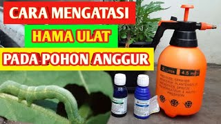 CARA MENGATASI HAMA ULAT DAUN PADA POHON ANGGUR