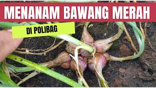 Begini Mudahnya Cara Menanam Bawang Merah Di Polibag