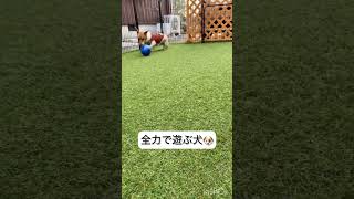 全力で遊ぶ犬#shorts #ジャックラッセルテリア #いぬのいる生活 #わんこ #愛犬