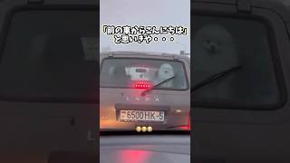 ポメラニアンさんの動画見て笑ったら寝ろwwwww