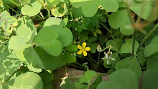 Cute Yellow Flowers#Small flowers#Garden#