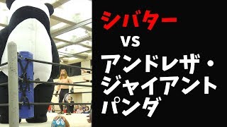 超巨大パンダ vs ゴリラ