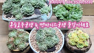 온슬로우군생 \u0026 벤바디스군생 분갈이해요: 프리티다육 010.9500.9207