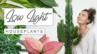 Top 20 Low Light House Plants For Dark Rooms 🌱 BEST Low Light House Plants This