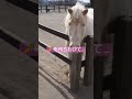 shorts japan 動物 かわいい 馬 マザー牧場